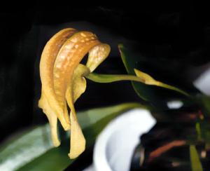 Bulbophyllum grandiflorum