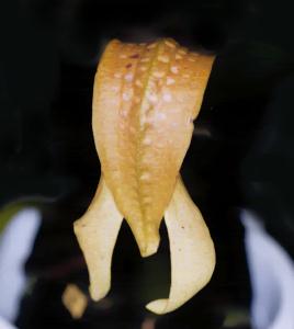 Bulbophyllum grandiflorum