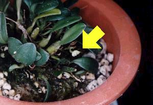 Bulbophyllum inconspicuum