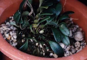 Bulbophyllum inconspicuum