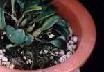 Bulbophyllum inconspicuum         