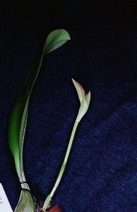 Bulbophyllum lobbii X Bulbophyllum echinolabia