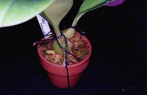 Bulbophyllum lobbii X Bulbophyllum echinolabia