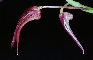 Bulbophyllum lobbii X Bulbophyllum echinolabia