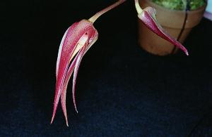 Bulbophyllum lobbii X Bulbophyllum echinolabia