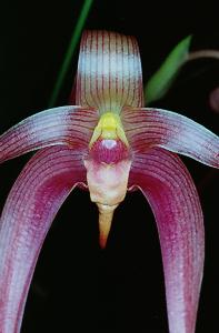 Bulbophyllum lobbii X Bulbophyllum echinolabia