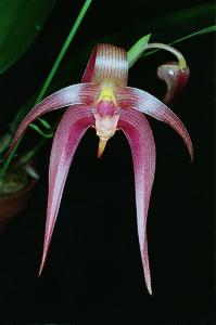 Bulbophyllum lobbii X Bulbophyllum echinolabia