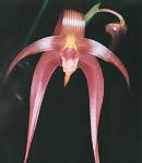 Bulbophyllum Jersey