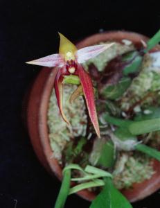 Bulbophyllum leysianum(invoice)