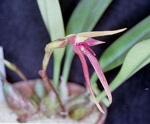 Bulbophyllum leysianum