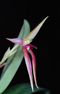 Bulbophyllum leysianum(invoice)