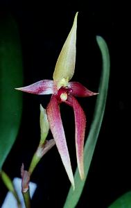 Bulbophyllum leysianum(invoice)