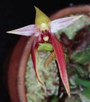 Bulbophyllum leysianum