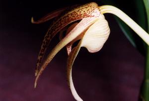 Bulbophyllum lobbii