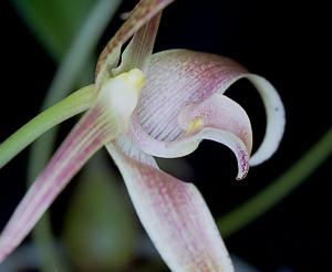 Bulbophyllum lobbii