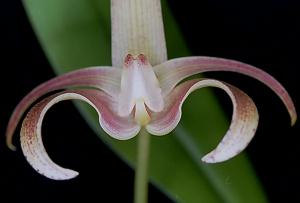 Bulbophyllum lobbii