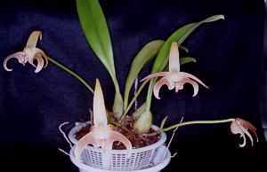 Bulbophyllum lobbii