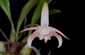 Bulbophyllum lobbii