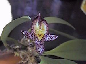 Bulbophyllum macranthum
