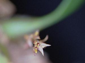 Bulbophyllum macrocoleum