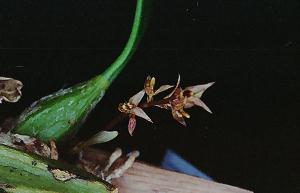 Bulbophyllum macrocoleum