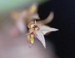 Bulbophyllum macrocoleum