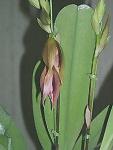 Bulbophyllum mandibulare