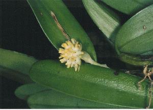 Bulbophyllum odoratissimum