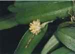 Bulbophyllum odoratissimum