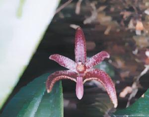 Bulbophyllum patens
