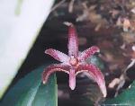 Bulbophyllum patens