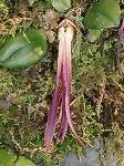 Bulbophyllum plumatum