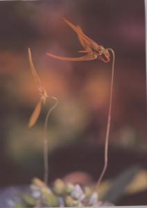 Bulbophyllum refractum