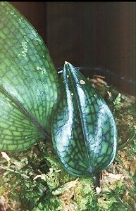 Bulbophyllum reticulatum