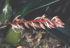 Bulbophyllum rufinum(invoice)