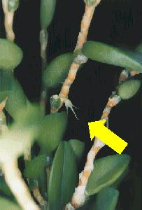 Bulbophyllum sessile