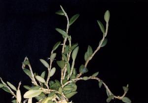 Bulbophyllum sessile