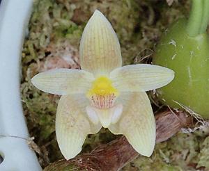 Bulbophyllum lobbii var. siamense