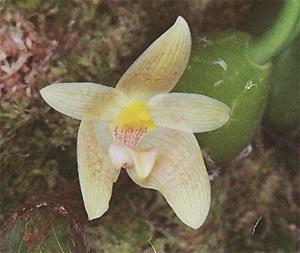 Bulbophyllum lobbii var. siamense