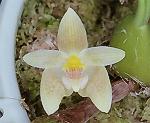 Bulbophyllum lobbii var. siamense