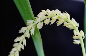 Bulbophyllum sp.#1