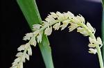 Bulbophyllum spec