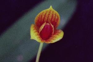 Bulbophyllum sp.#2