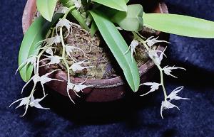Bulbophyllum sp.