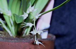 Bulbophyllum sp.#3