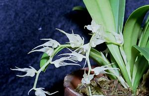 Bulbophyllum sp.