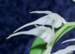 Bulbophyllum spec