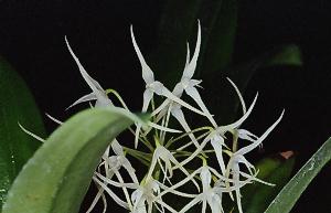 Bulbophyllum sp.#4
