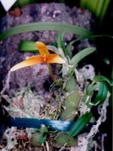 Bulbophyllum stormii