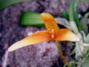 Bulbophyllum stormii